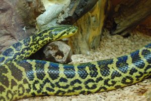 Anaconda amarela
