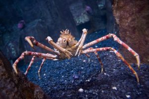 Animais aquáticos estranhos