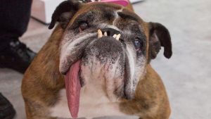 Cachorro feio