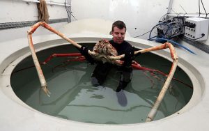 Caranguejo-aranha gigante