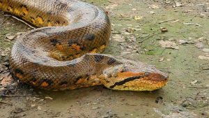 Maiores cobras do mundo