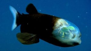 Peixe-Olhos-de-Barril