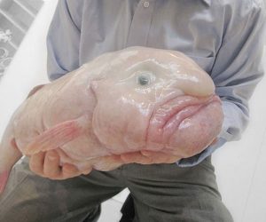 Peixe-bolha
