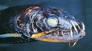 Peixe-dentes-de-sabre
