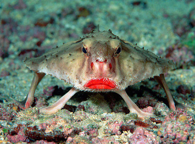 Peixe-morcego de lábios vermelhos