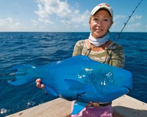 Peixe-papagaio azul
