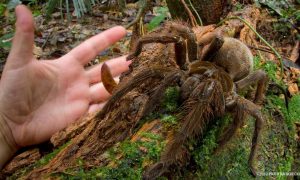 Aranha Golias