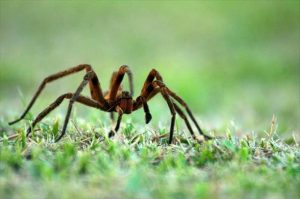 Aranhas venenosas