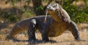 Dragão de Komodo