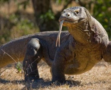 Dragão de Komodo