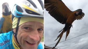 Michele Scarponi e a arara