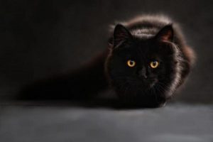 Gato tem 7 vidas mesmo